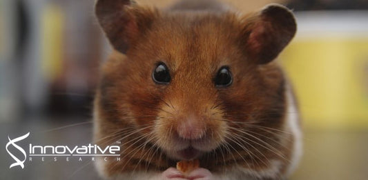 New Study from Analytical Chemistry used Innovative Grade US Origin Rat Sprague Dawley Brain