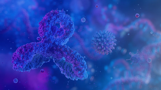 Why are Mouse and Rabbit Antibodies Used in Research?