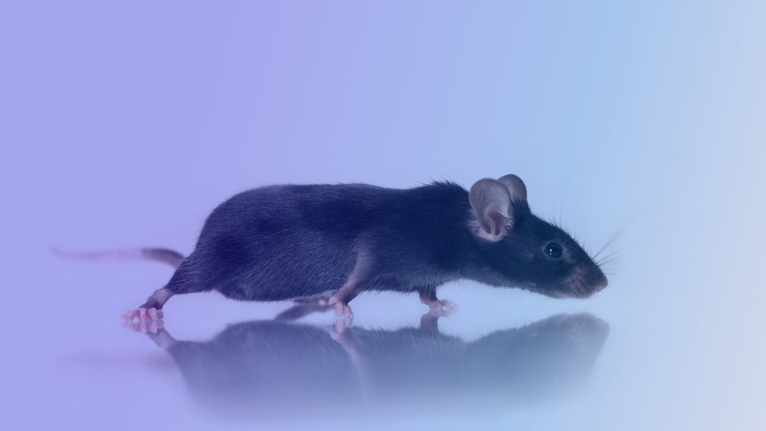 C57 Elevating In Vitro Studies with C57BL/6 Mouse Serum – Innovative Research