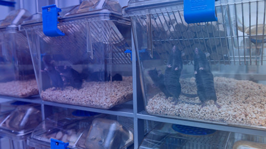 Advancing In Vitro Insights with C57Bl/6 Mouse Urine