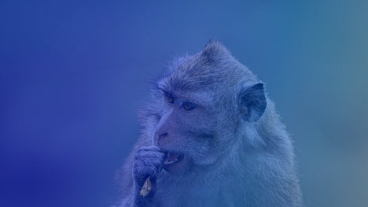 How are Cynomolgus Monkey Samples Used in Research?