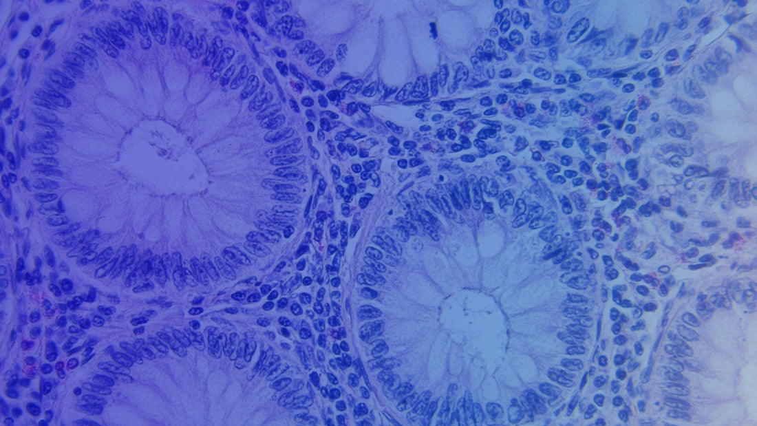 Cell Lysates in Research