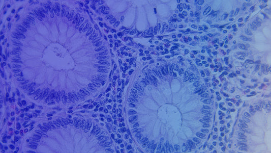 Cell Lysates in Research