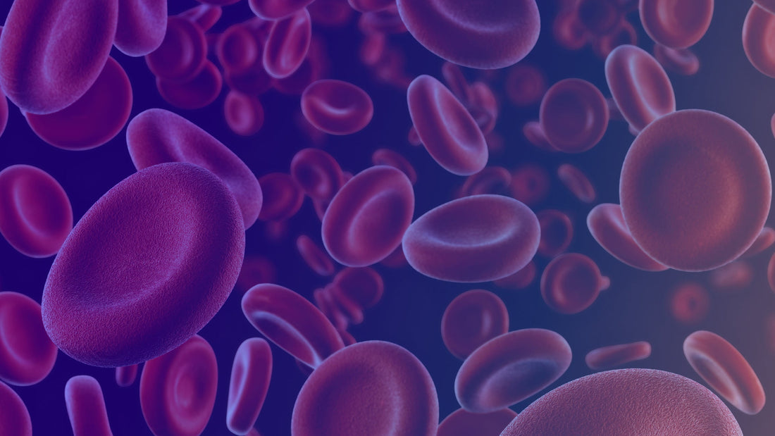 Applications for Human Red Blood Cells  in Research