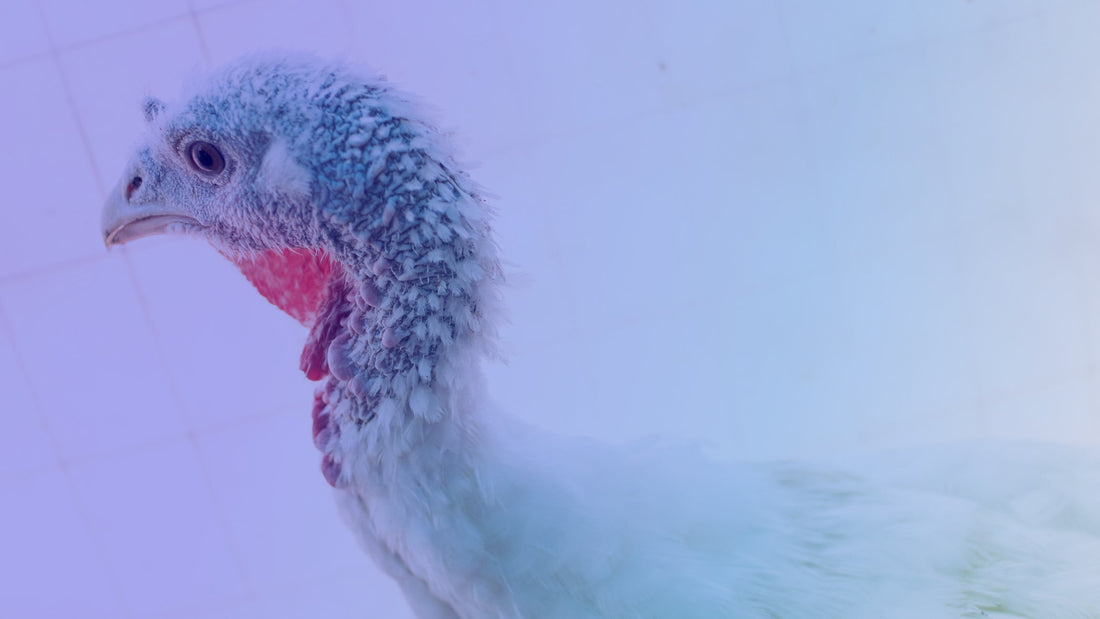 Thanksgiving in the Lab: Advancing Research with Turkey Biologicals