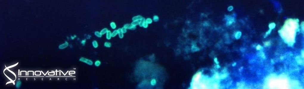 Single Domain Antibody-Mediated Blockade of Programmed Death-Ligand 1 on Dendritic Cells Enhances CD8 T-cell Activation and Cytokine Production