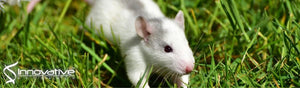 Intravitreal injection of mesenchymal stem cells evokes retinal vascular damage in rats