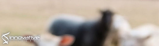 Human MYD88L265P is insufficient by itself to drive neoplastic transformation in mature mouse B cells