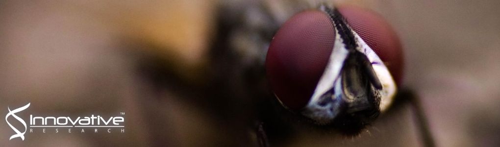 Carvacrol loaded nanostructured lipid carriers as a promising parenteral formulation for leishmaniasis treatment