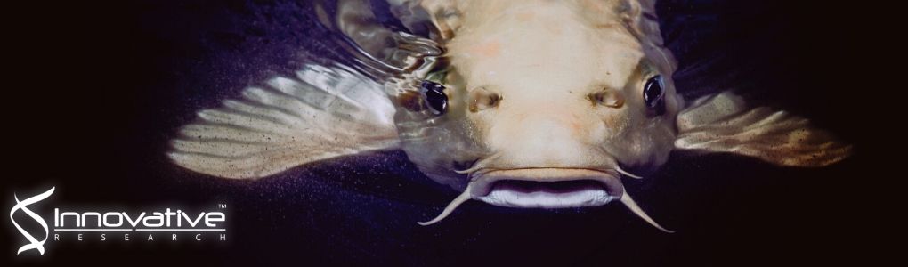 An Edwardsiella piscicida esaS mutant reveals contribution to virulence and vaccine potential