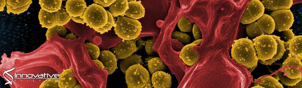 Evaluation of Peptoid Mimics of Short, Lipophilic Peptide Antimicrobials