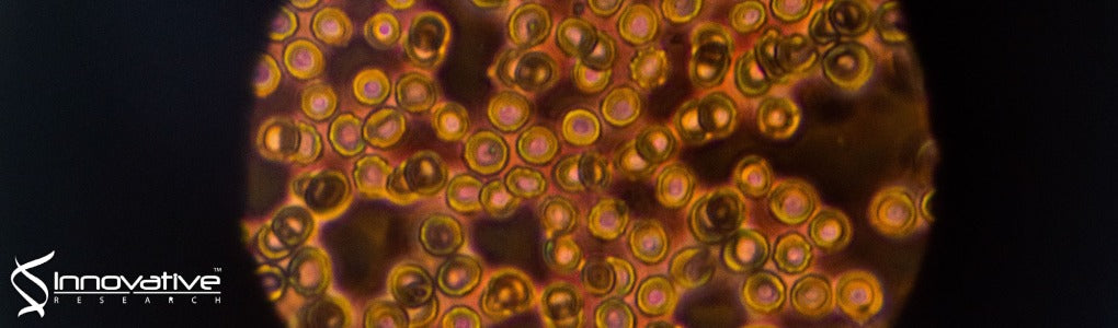 Analysis of Human Erythropoietin and Erythropoietin N-Linked Glycans Using Capillary Electrophoresis and Mass Spectrometry