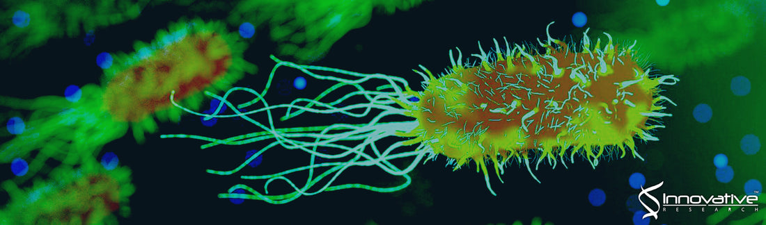 Efficacy of Antimicrobial Interventions in Reducing Salmonella enterica, Shiga Toxin-Producing Escherichia coli, Campylobacter, and Escherichia coli Biotype I Surrogates on Non-Chilled and Chilled, Skin-on and Skinless Pork