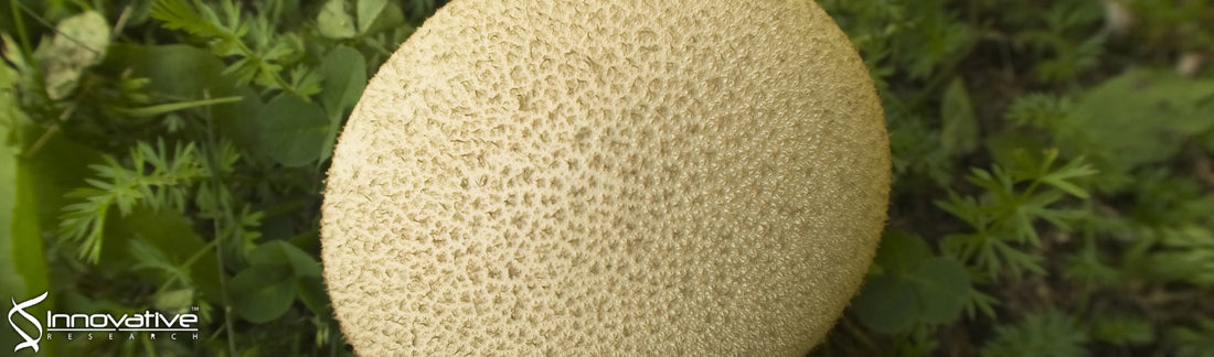 Calvatianone, a Sterol Possessing a 6/5/6/5-Fused Ring System with a Contracted Tetrahydrofuran B‑Ring, from the Fruiting Bodies of Calvatia nipponica