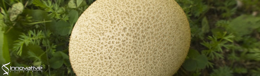 Calvatianone, a Sterol Possessing a 6/5/6/5-Fused Ring System with a Contracted Tetrahydrofuran B‑Ring, from the Fruiting Bodies of Calvatia nipponica