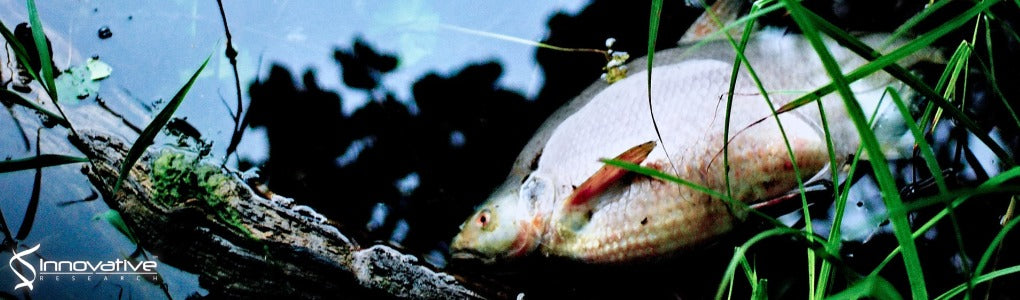 Characterization and Attenuation of Regulatory Network of Vibrio vulnificus RtxA Encoding a MARTX Toxin