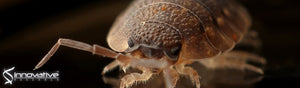 The Common Bed Bug (Hemiptera: Cimicidae) Does Not Commonly Use Canines and Felines as a Host in Low-Income, High-Rise Apartments