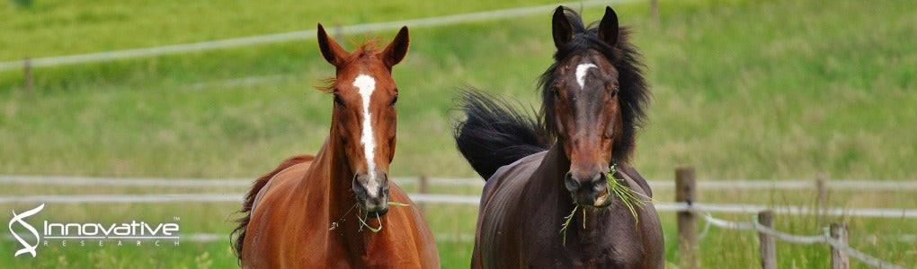 In Vitro Validation Assessment of a Fecal Occult Blood Protein Test for Horses