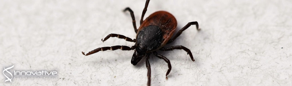 Isolation of Borrelia miyamotoi and Other Borreliae Using a Modified BSK Medium