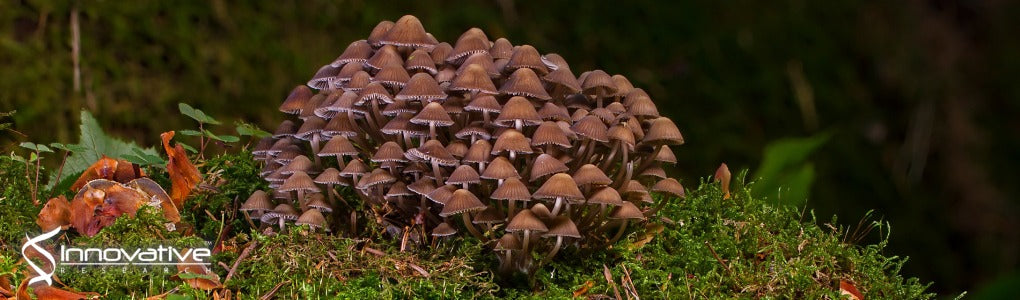 Estrogenic Activity of Mycoestrogen (3β,5α,22E)-Ergost-22-en-3-ol via Estrogen Receptor α-Dependent Signaling Pathways in MCF-7 Cells