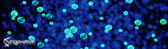 Sugar Shock: Probing Streptococcus Pyogenes Metabolism Through Bioluminescence Imaging