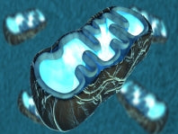 New Link Between Powerhouse Protein and Heart Failure Made
