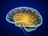 Brain Cells Have Greater Plasticity Than Previously Thought