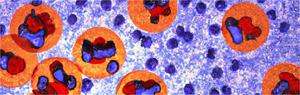 We Now Sell Flow Cytometry Antibodies and Controls