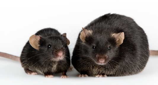 Mice Available Upon Request