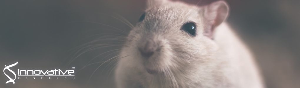 The fibrinolytic factor tPA drives LRP1-mediated melanoma growth and metastasis