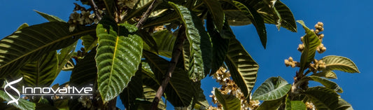 Neutrophil elastase inhibitory effects of pentacyclic triterpenoids from Eriobotrya japonica (loquat leaves)