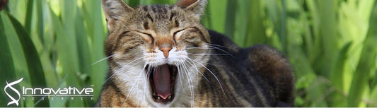 Adhesion and invasion of gingival epithelial cells by Porphyromonas gulae