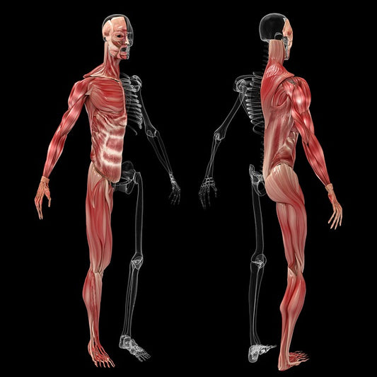 overexpression of the transcription factor NANOG can reverse the signs of cellular aging in muscles