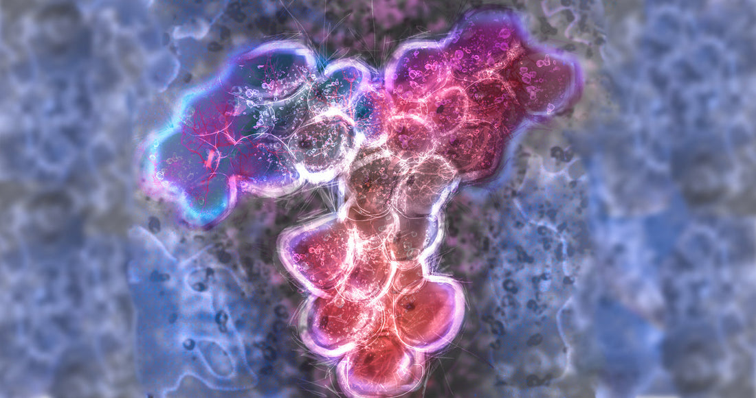 Monoclonal Antibody to VLDLR (MA-1H10): An Explainer