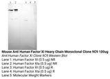 *Mouse Anti Human Factor XI Heavy Chain Inhibitory Monoclonal Clone 9C9
