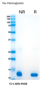Human Hemoglobin Lyophilized