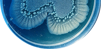 Our Biotech Products & Services | Innovative Research