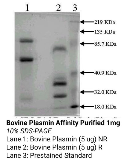 *Bovine Plasmin Affinity Purified