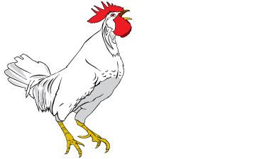 Innovative Grade US Origin Chicken Head