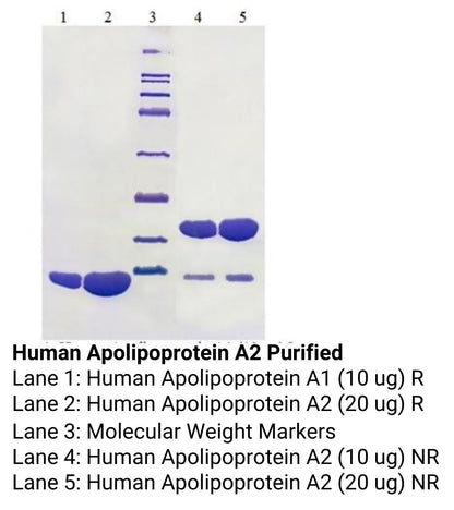Human Apolipoprotein A2 Purified