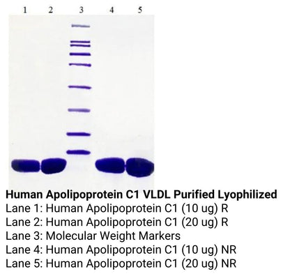 Human Apolipoprotein C1 VLDL Purified Lyophilized