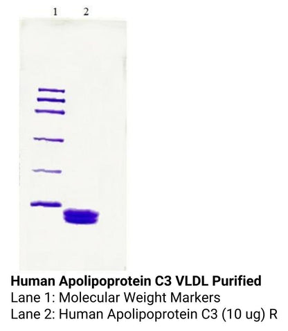 Human Apolipoprotein C3 VLDL Purified