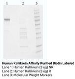 *Human Kallikrein Affinity Purified Biotin Labeled