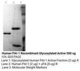 *Human Pai 1 Recombinant Glycosylated Active