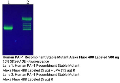 *Human Pai 1 Recombinant Stable Mutant Alexa Fluor 488 Labeled
