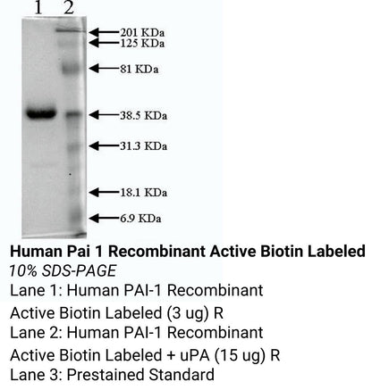 *Human Pai 1 Recombinant Active Biotin Labeled
