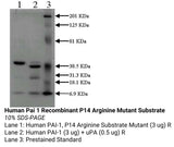 *Human Pai 1 Recombinant P14 Arginine Mutant Substrate