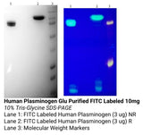 *Human Plasminogen Glu Purified FITC Labeled
