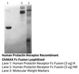 *Human Prolactin Receptor Recombinant ChiMAX Fc Fusion Lyophilized