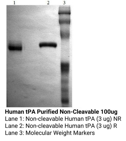 *Human tPA Purified Non-Cleavable